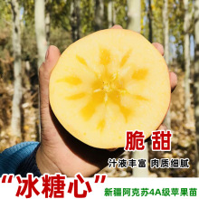 新疆阿克苏冰糖心苹果树苗嫁接脆甜抗寒南北方种植当年结果果树苗