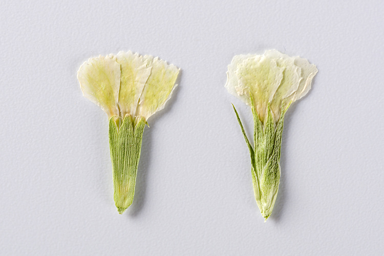 相思梅 压花手机壳压花画 植物标本干花押花书签 脸部装饰干花