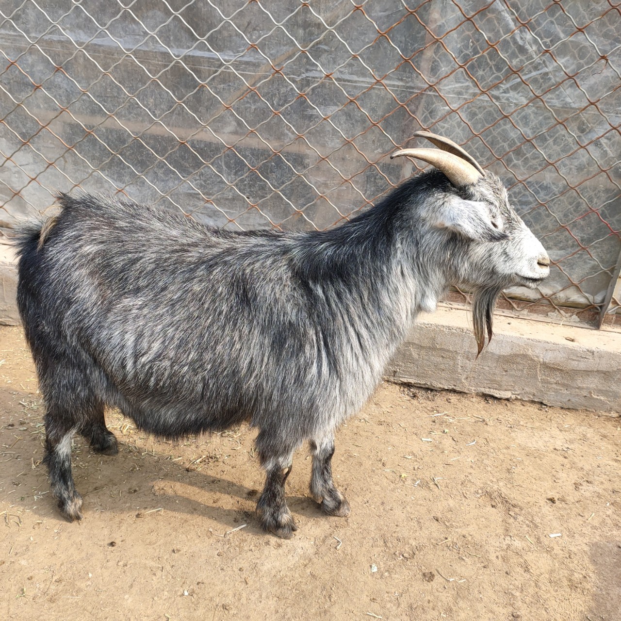 青山羊养殖效益 青山羊一年几胎 青山羊批发 青山羊羊羔苗