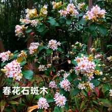 包邮春花石斑木 车轮梅 石斑木 春花 凿角 雷公树 山花木 石棠木