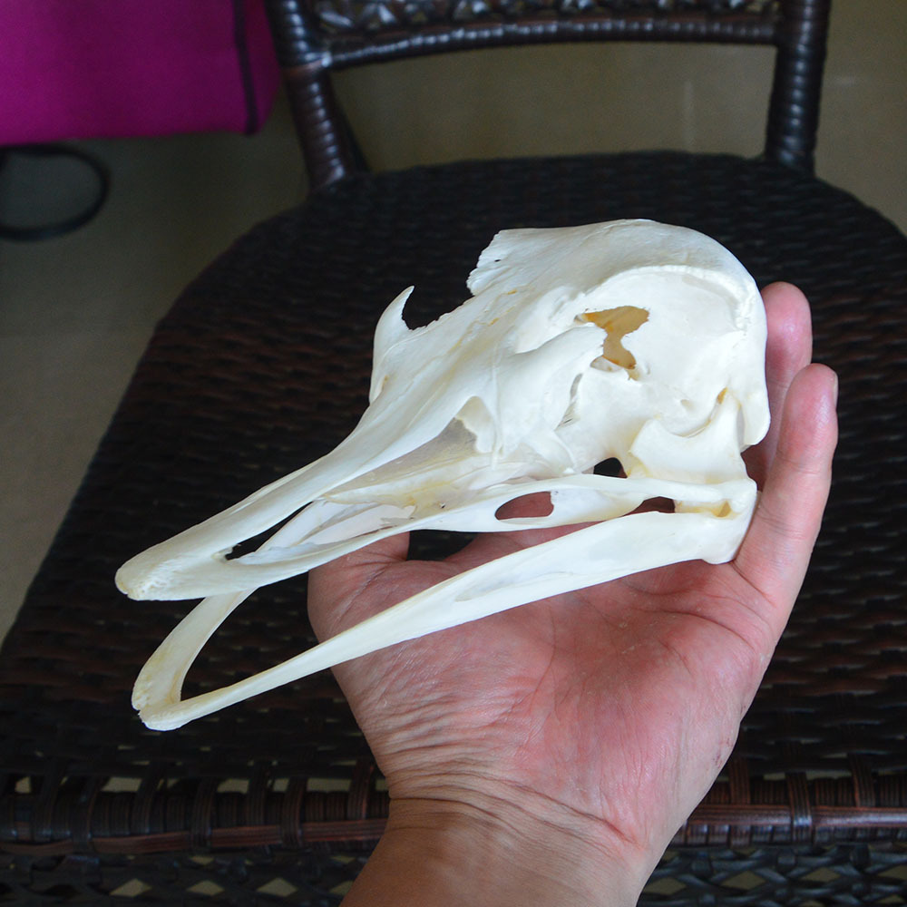 品相完整鸵鸟头骨标本骨骼漂白处理动物头骨模型跨境专供