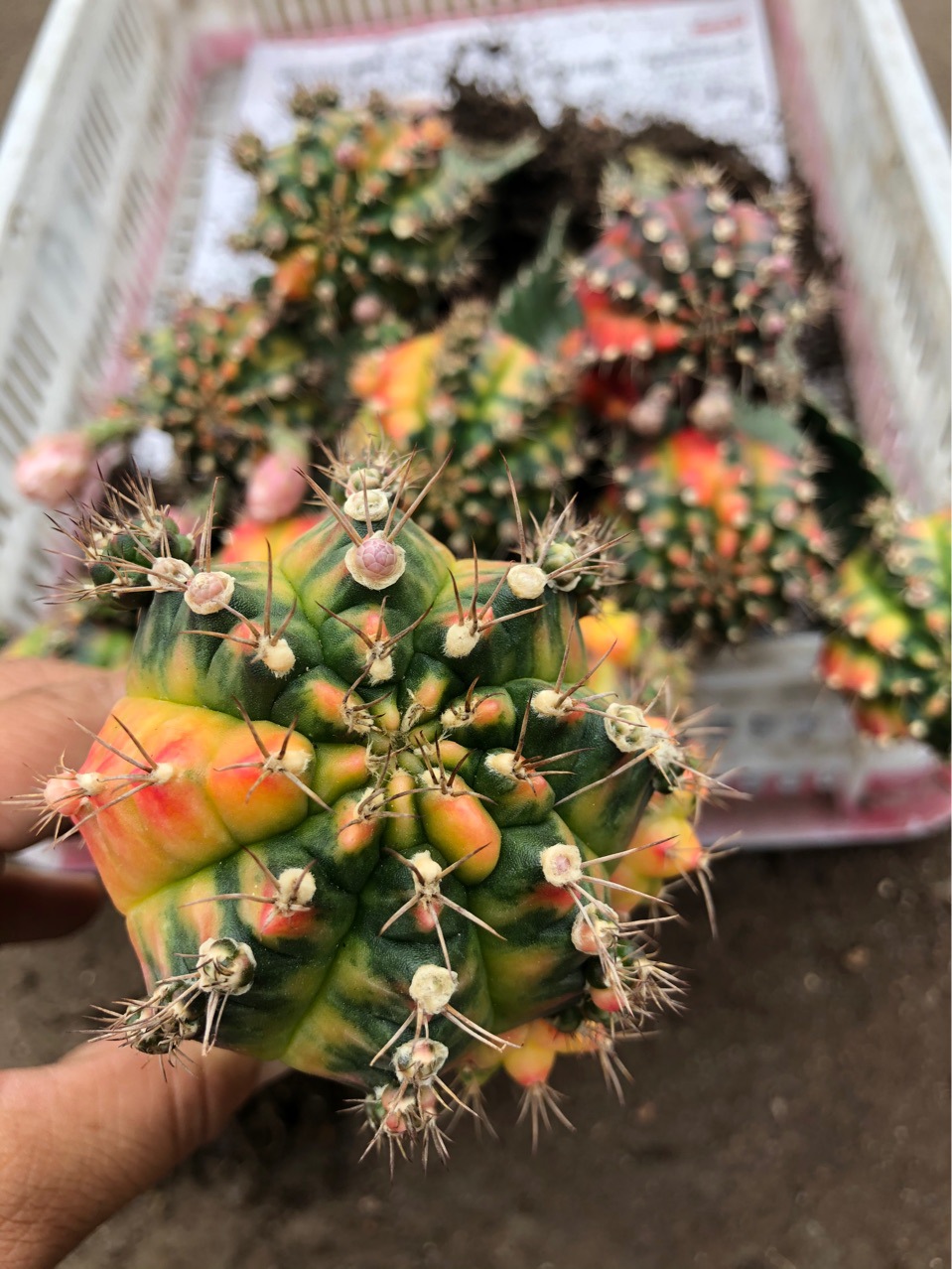 大棚基地直批开花仙人球光辉牡丹锦带三角柱7-8厘米多肉植物盆栽