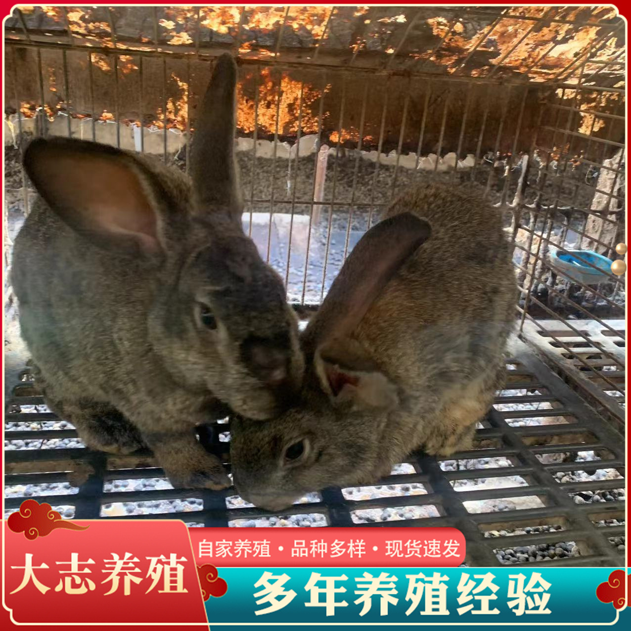 耐热大肉兔比利时品种活体比利时幼兔批发成年比利时兔包回收