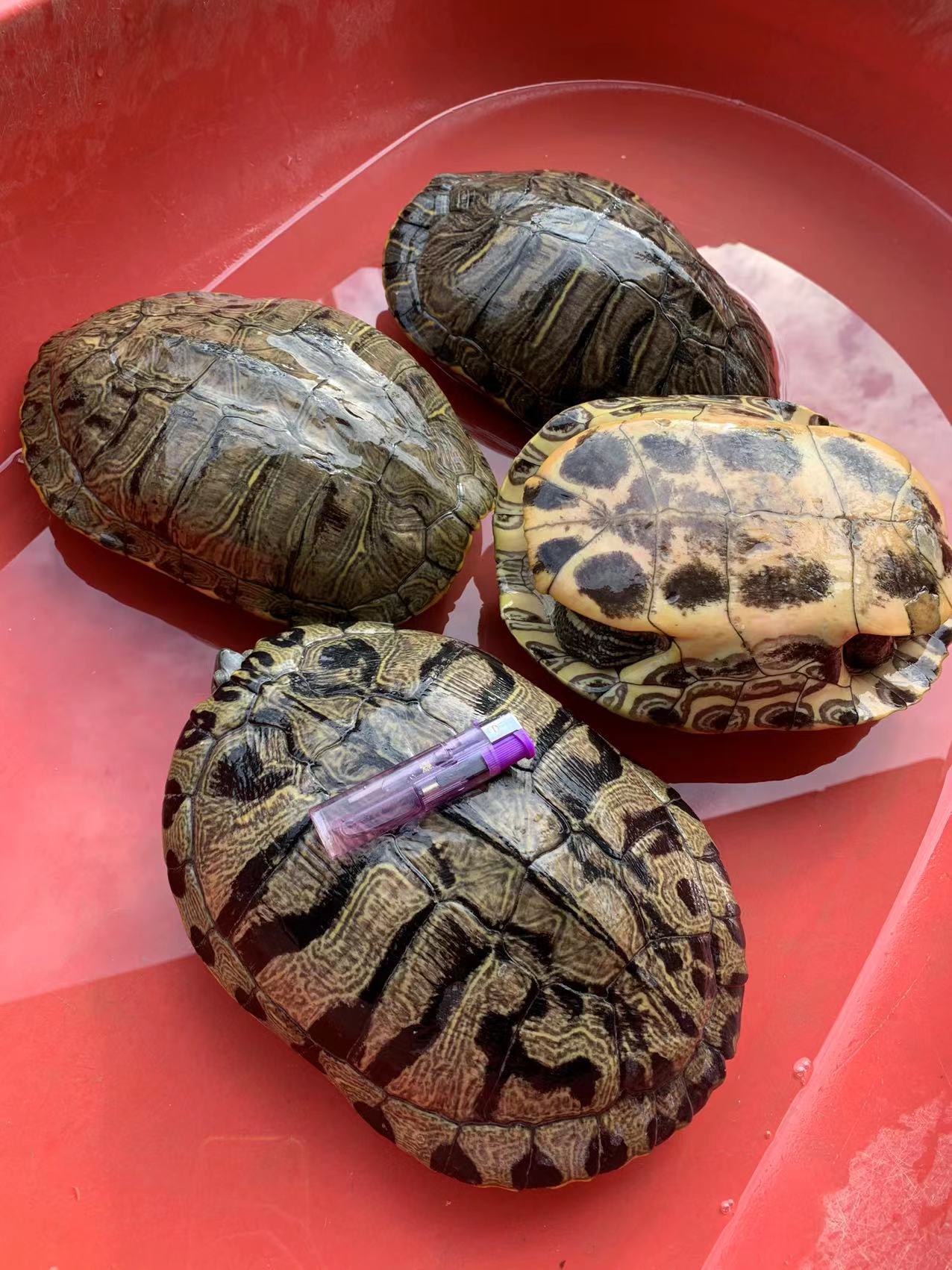 外塘商品龟大巴西龟种龟乌龟活体黄金巴西龟下蛋龟2-5斤乌龟批发