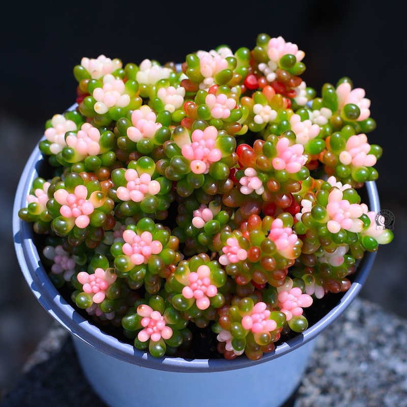 彩色浆果盆栽绿植花卉多肉多肉植物组合室内植物含盆土栽好种好