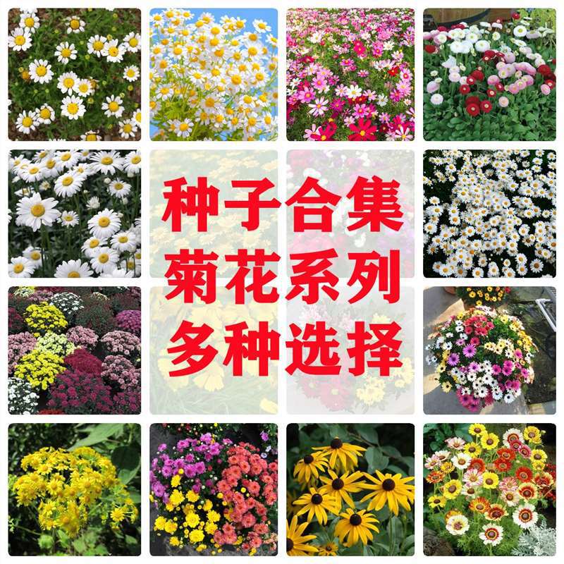 菊花种子波斯菊种子套餐洋甘菊雏菊翠菊花环菊硫华菊四季播种庭院