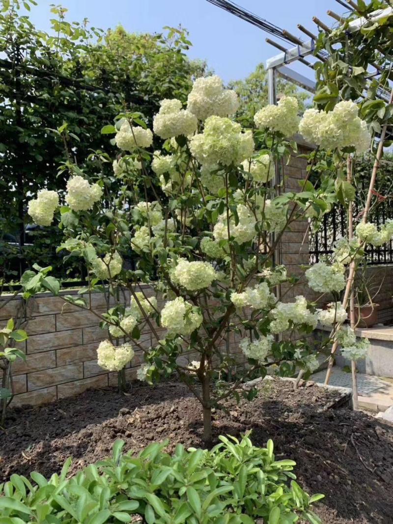 0成交0件中华木绣球树苗大花斗球苗木本绣球琼花树苗庭院地栽盆栽绣球