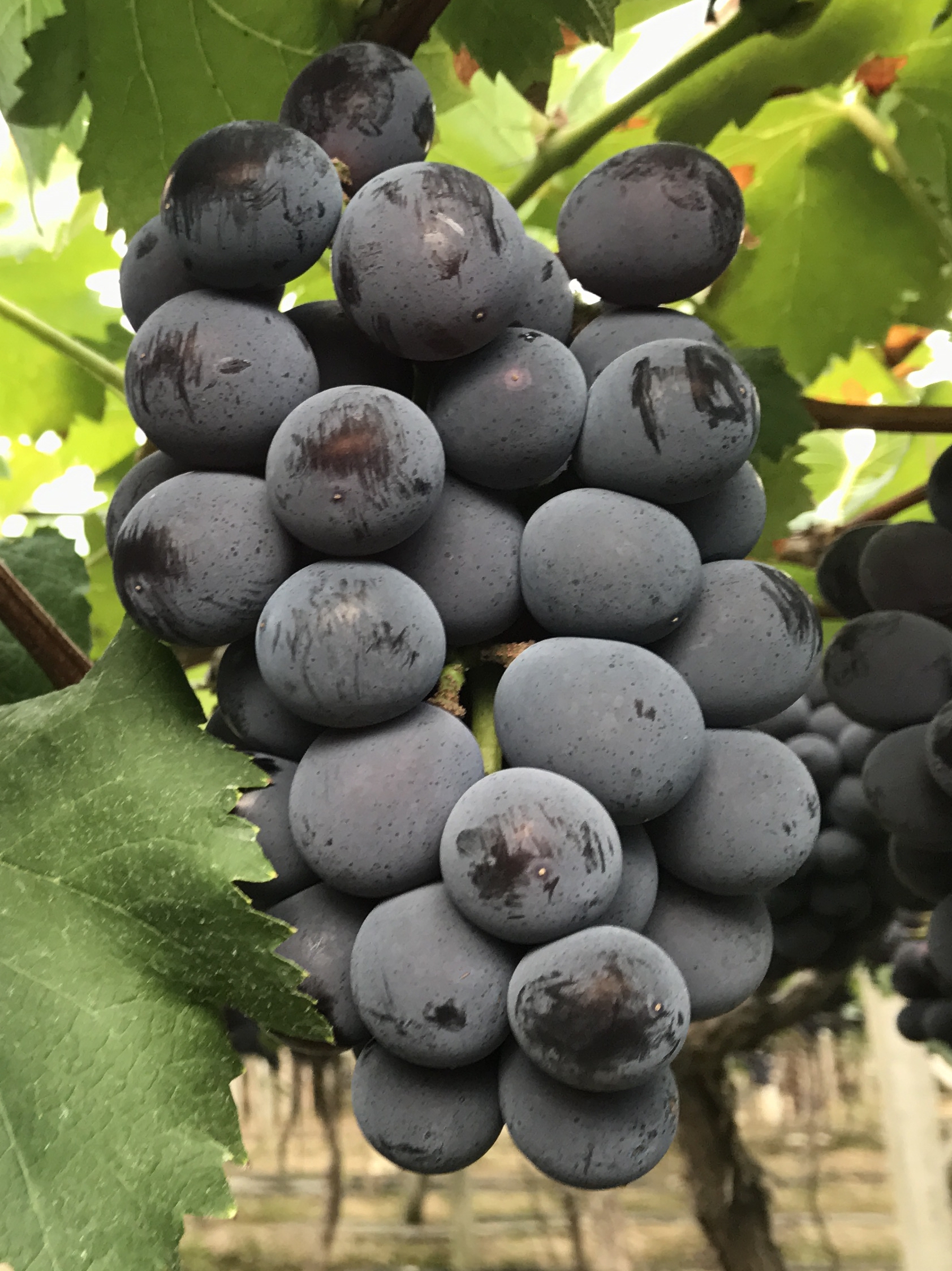 xc福建福安象环巨峰葡萄特产5斤6斤新鲜水果特产包邮黑藤-阿里巴巴