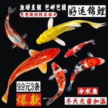 鱼活鱼观赏鱼冷水鱼纯种大型红白淡水好养耐活金鱼红鲤鱼鱼苗