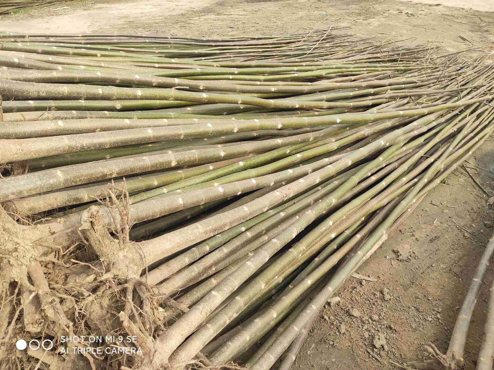 泡桐树苗 桐树苗 梧桐树苗 绿桐树苗 农场苗圃出售 直径2-10公分