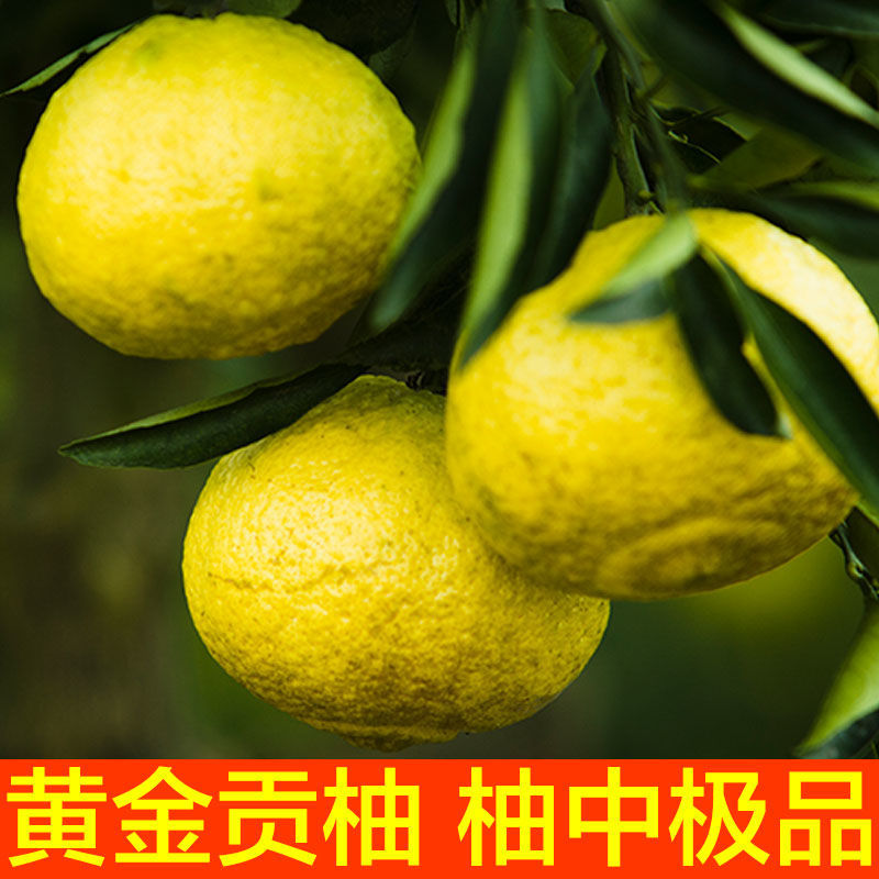 湖南怀化洪江黄金贡柚丑八怪当季孕妇新鲜水果春香桔柚超甜小柚子