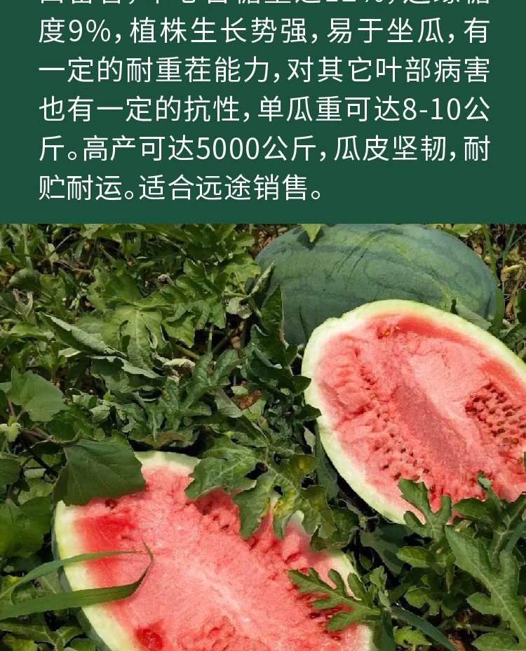 豫艺黑秀龙卷风西瓜种子中早熟红瓤椭圆甜脆西瓜种籽西瓜种子批发