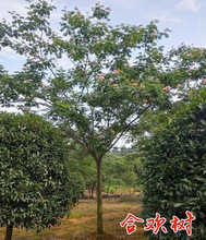 一件代发合欢树苗绒花树苗芙蓉花树苗盆栽南北方大型绿工程庭院风