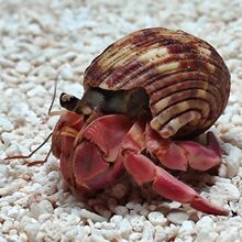 寄居蟹活体陆生淡水灰白草莓短腕紫色幼体成体两栖爬宠螃蟹独立站