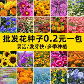 花卉种子花籽四季种子批发满天星太阳花波斯菊雏菊百日草向日葵