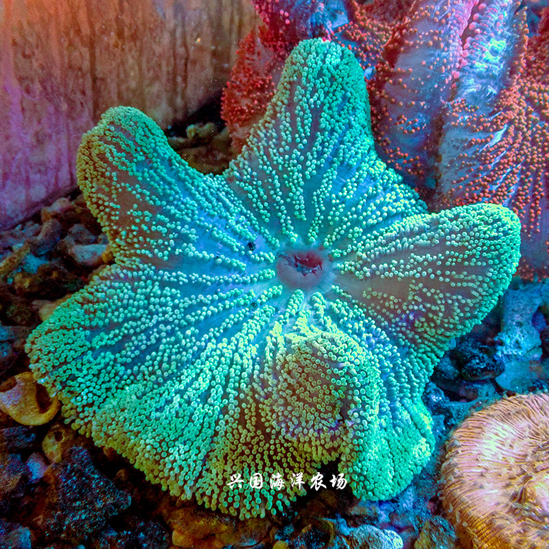 短须地毯海葵 绿地毯海葵珊瑚活体海水鱼lps小丑鱼共生包活养定