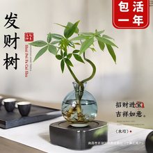 发财树小盆栽水培植物办公室内桌面绿植客厅摆件四季常青好养