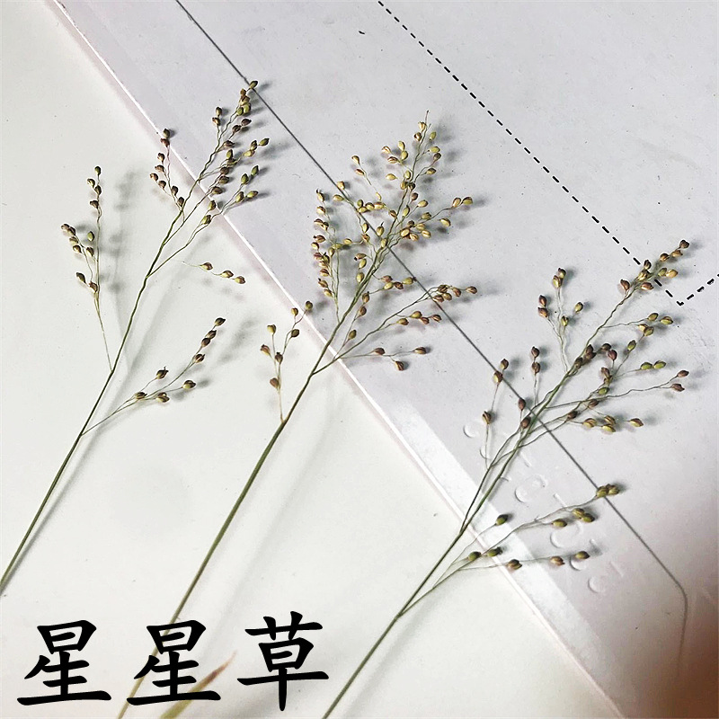 星星草蚊子草押花画框装饰干花香薰蜡烛压花植物标本厂家干草