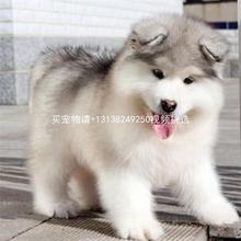 纯种阿拉斯加犬幼犬巨型灰桃红棕阿拉斯加雪橇犬家养宠物狗狗活体