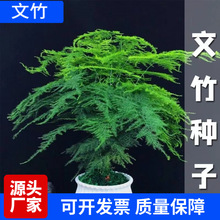 新品文竹种子盆栽室内种植室外耐寒花种文竹种籽四季庭院种植易活