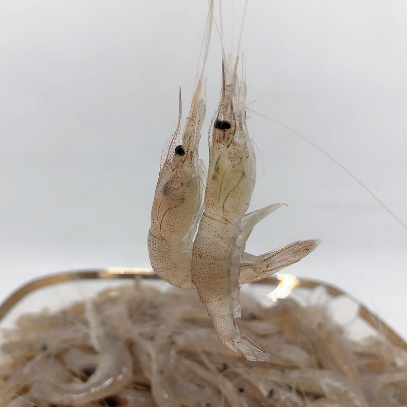 青岛小河虾河虾新鲜冷冻小白虾明虾小海虾水产两件包邮顺丰-阿里巴巴