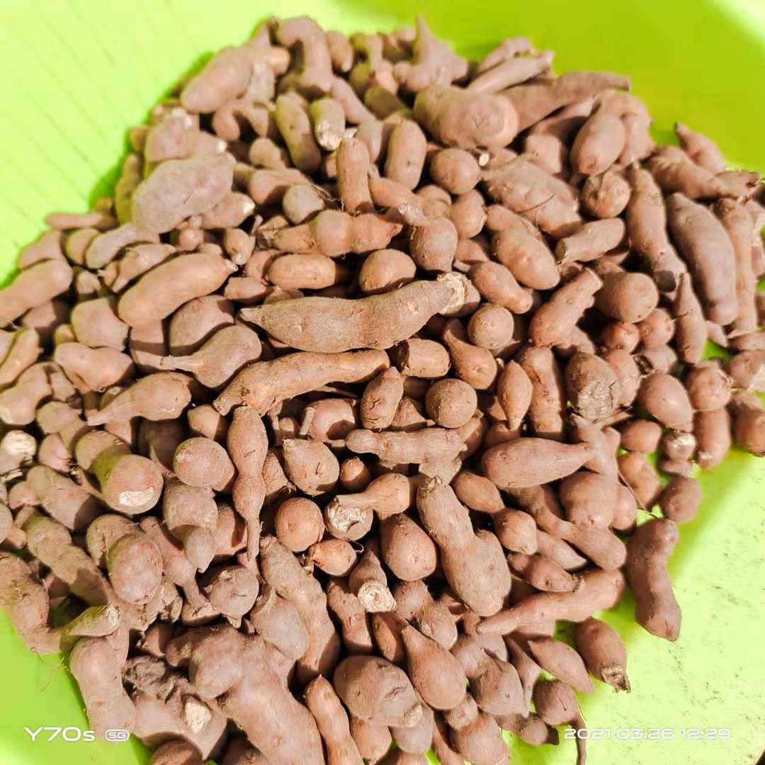 藏盈堂青海蕨麻非人工种植人参果250g/500g装 青藏特产礼盒可联系