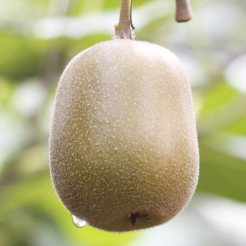 上虞红心猕猴桃10斤装-阿里巴巴