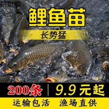 鲤鱼苗活体荷包鲤鱼稻田鲤鱼食用黑鲤鱼淡水鱼苗草鱼苗鲫鱼苗包活