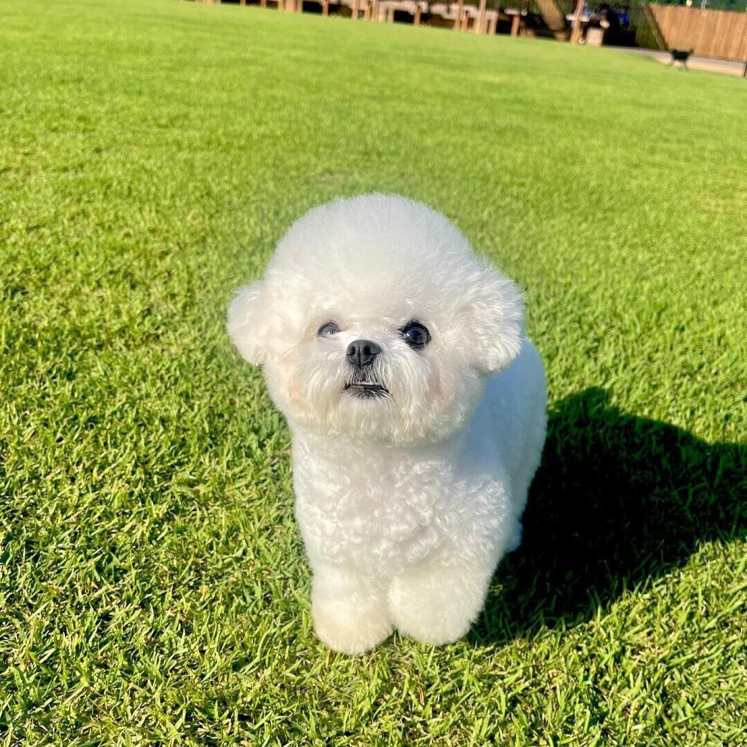 自家繁殖一窝比熊犬家养比熊宠物犬小体型纯白色比熊狗狗比熊活体