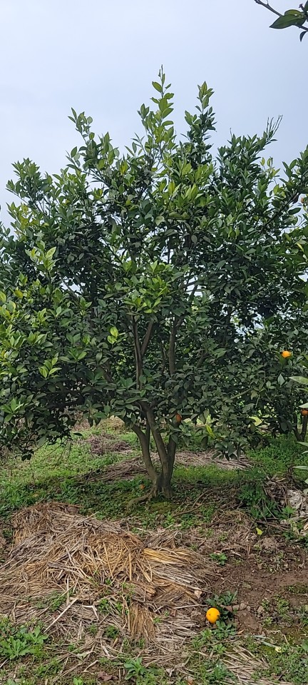 桔子树,橘子树,橙子树,产地批发价格优惠13807732002