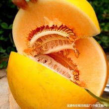 陕西黄金蜜瓜3/5斤新鲜应季水果爆甜多汁冰激凌黄河蜜甜瓜y奇