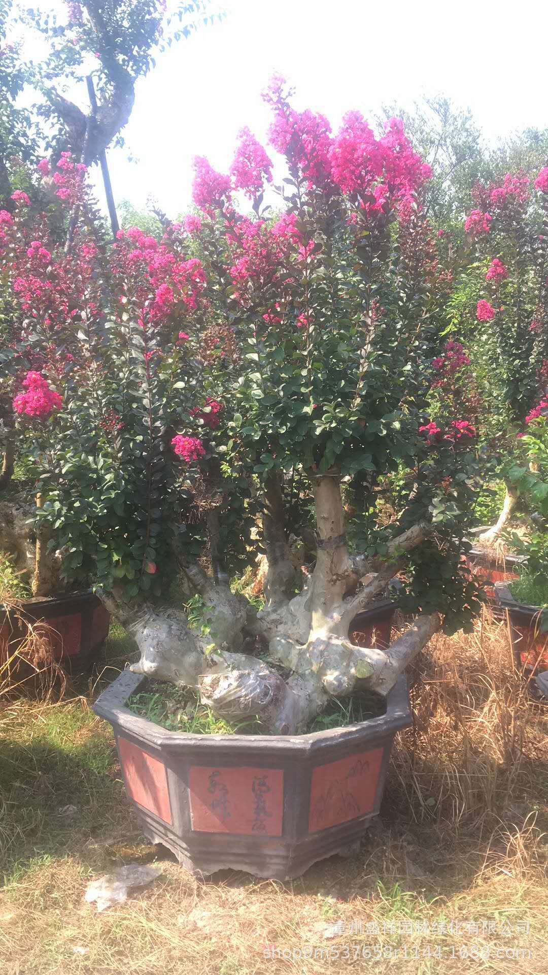 紫薇树桩 紫薇古桩 紫薇桩景 丛生紫薇 紫薇桩头 紫薇盆栽