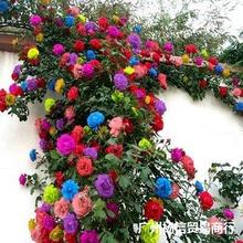 四季多彩蔷薇花苗爬藤月季大花浓香庭院植物盆栽花卉爬墙攀援玫瑰