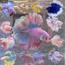 黄金玻璃体大c,特价38一对,孔雀鱼,观赏鱼,热带鱼_阿里巴巴找货神器