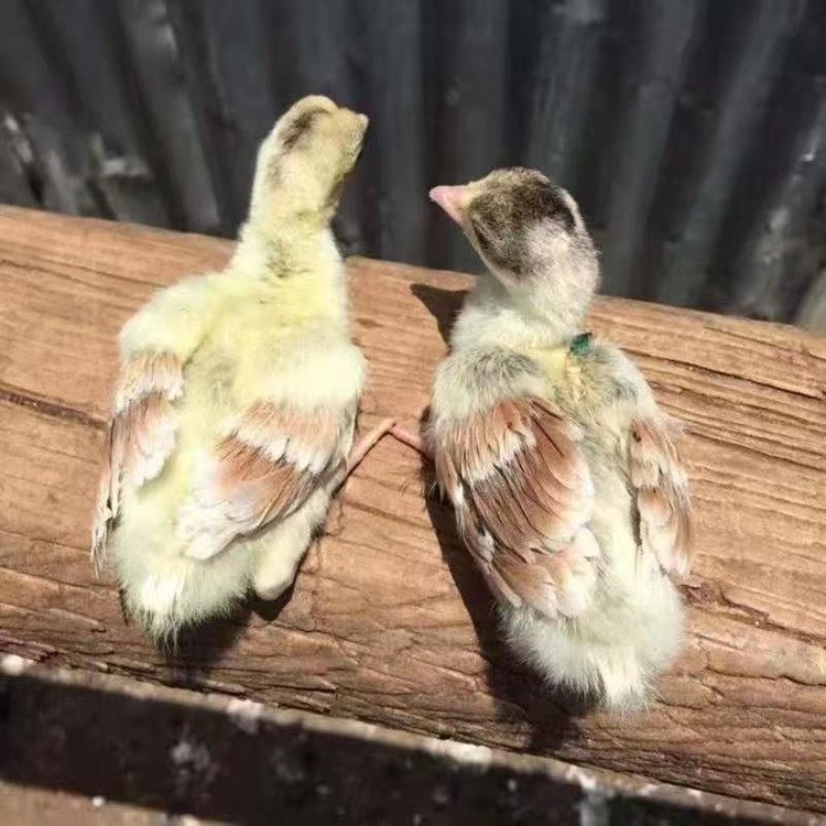 家养孔雀苗哪里有卖的 小孔雀一只多少钱 出售孔雀种蛋的价格