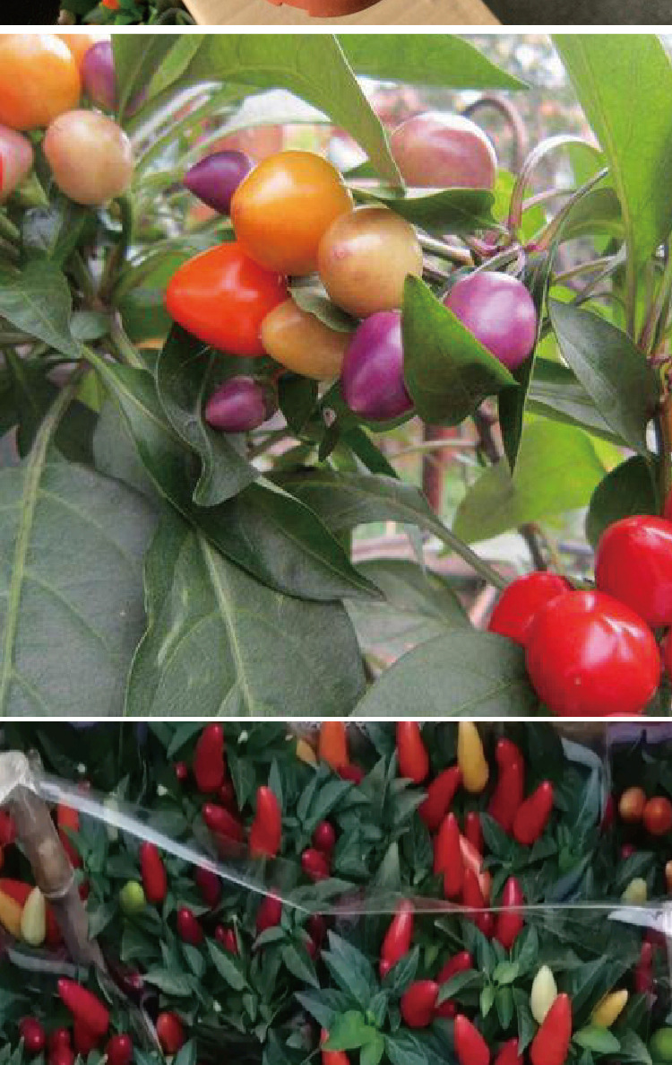 韩育五彩椒种子 迷你小果观赏食用小辣椒种籽 厂家批发绿植蔬菜孑