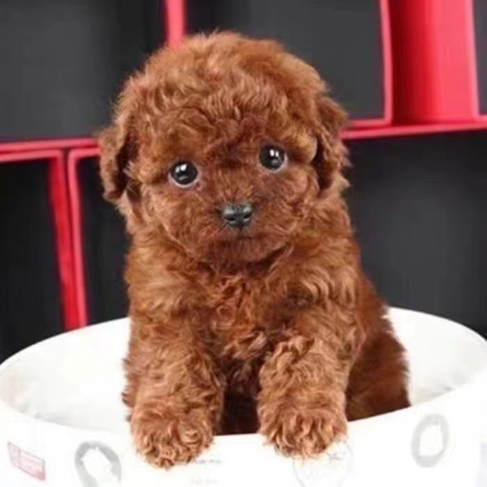 纯种泰迪犬幼犬活体爆红黑色泰迪长不大的泰迪小型犬宠物狗活体