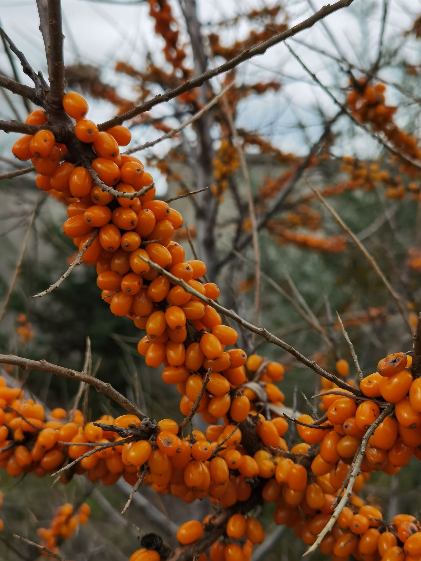 大兴安岭有机沙棘果,速冻沙棘果