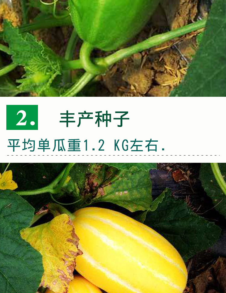 黄金蜜甜瓜种子 农田菜地田园种植早熟杂交口感香甜白肉甜瓜籽