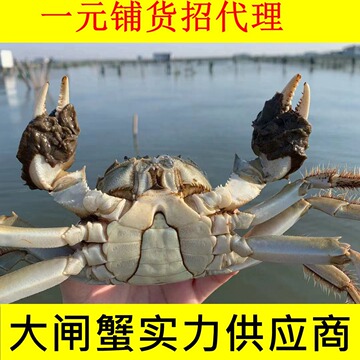 中秋礼品螃蟹阳澄湖镇大闸蟹供应链一手货源诚邀渠道合作团购价优