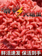 鲜活体红蛆虫苍蝇幼虫冬季野钓鲫鱼饵料肉蛆活蛆牙子冰钓鱼饵虫至