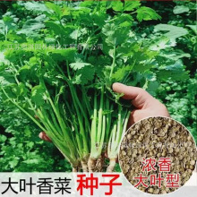 香菜种子四季香菜香菜籽大小叶芫荽阳台庭院易种盆栽南方蔬菜种籽