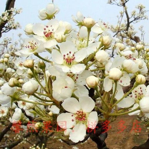 梨花粉(100g纯粉)梨树授粉晚秋黄梨黄花梨翠冠梨圆黄梨皇冠梨等