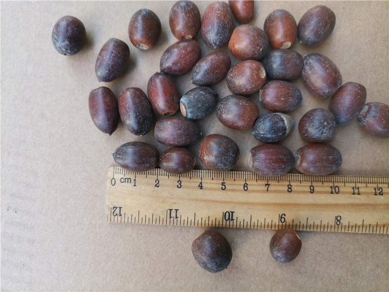 【产品】:橡子橡果橡树种子仓鼠玩具干花果diy圣诞装饰工艺品原材料