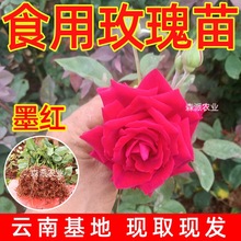 云南斗南滇红食用玫瑰花种苗月季苗裸根扦插苗开花可庭院阳台插花