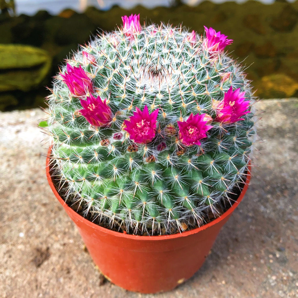 玉翁带花苞仙人球【栽好发货】会开花新手好养办公室内防辐射