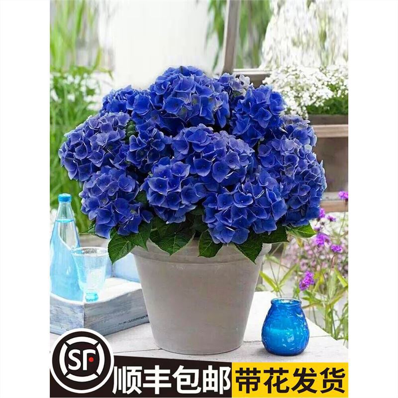 绣球花苗无尽夏四季开花绣球花盆栽带花庭院花卉植物室内花带花苞