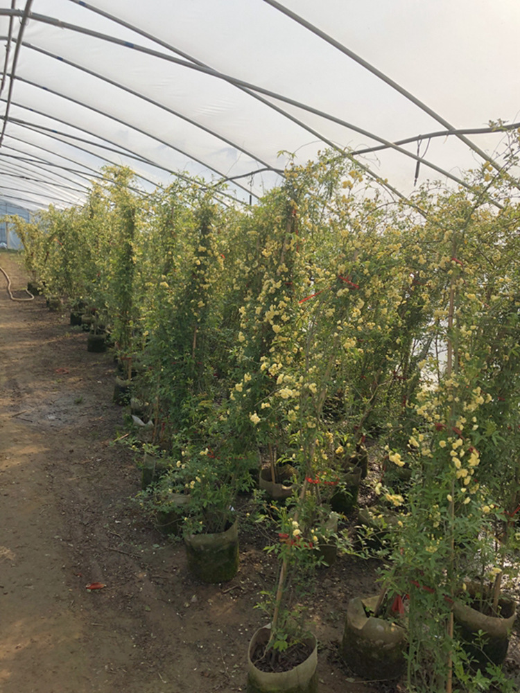 红木香花苗爬藤植物攀援花卉盆栽四季常青黄白新甜蜜红木香花树苗