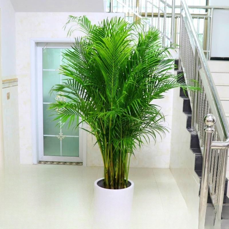 绿化植物散尾葵盆栽室内大型四季常青绿植活客厅办公室绿植盆栽