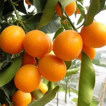 浙江带果金桔盆栽树苗 四季果树食用小金桔子苗脆皮金橘室内植物